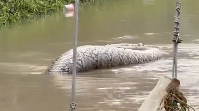 Trăn lưới có thể ăn thịt người, mèo, chó, chim, chuột và các loài rắn khác.(Ảnh: Người đưa tin)