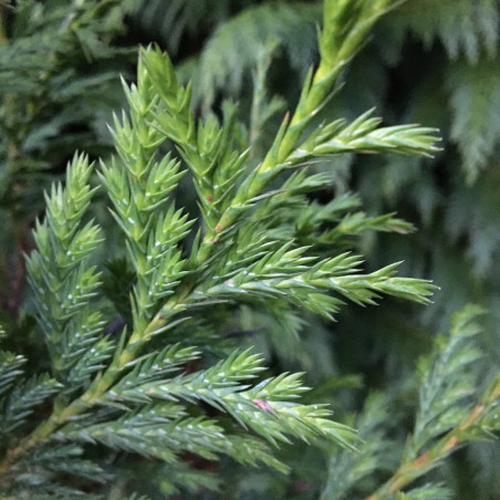 Cây cao 10-15m, thân thẳng, vỏ nâu đỏ, gỗ màu nâu vàng óng ánh, thơm đặc trưng, thớ mịn và cực kỳ cứng chắc.(Ảnh: A l'ombre des figuiers)