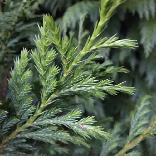 Cây cao 10-15m, thân thẳng, vỏ nâu đỏ, gỗ màu nâu vàng óng ánh, thơm đặc trưng, thớ mịn và cực kỳ cứng chắc.(Ảnh: A l'ombre des figuiers)