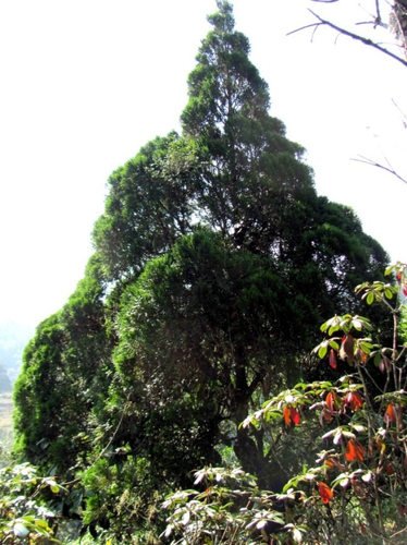 Loài này chỉ có khoảng 1.000 cây ở Việt Nam và một cây duy nhất tại Trung Quốc, được coi là "báu vật" của thiên nhiên.(Ảnh: ResearchGate)