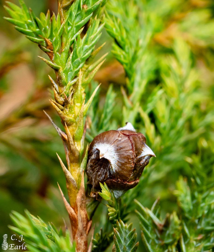 Bách vàng phân bố tại Hà Giang, Cao Bằng và Tuyên Quang, sống trên các vách đá vôi hiểm trở ở độ cao từ 1.000 - 1.600m.(Ảnh: The Gymnosperm Database)