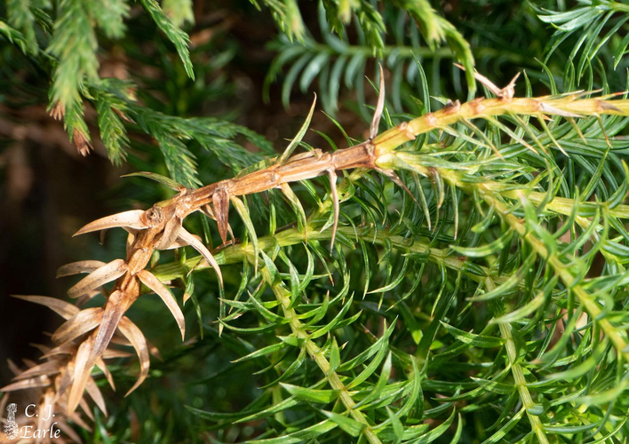 Khai thác trái phép đã làm giảm nghiêm trọng số lượng cây, đe dọa cả sự tái sinh và đa dạng di truyền của loài.(Ảnh: The Gymnosperm Database)