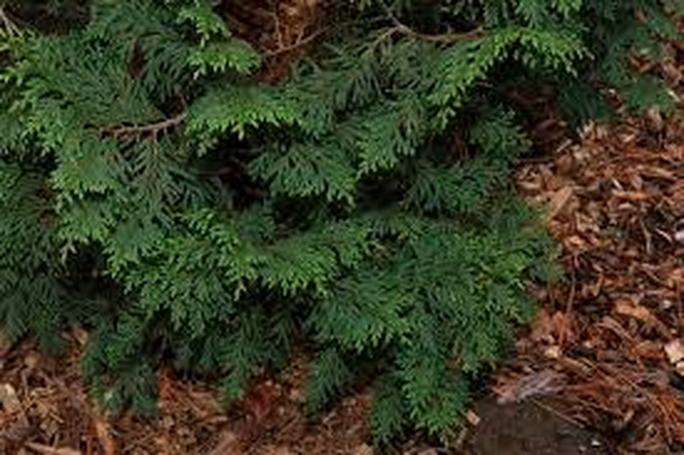 Tốc độ sinh trưởng chậm khiến gỗ bách vàng càng trở nên quý giá và đắt đỏ trên thị trường.(Ảnh: Baumkunde)