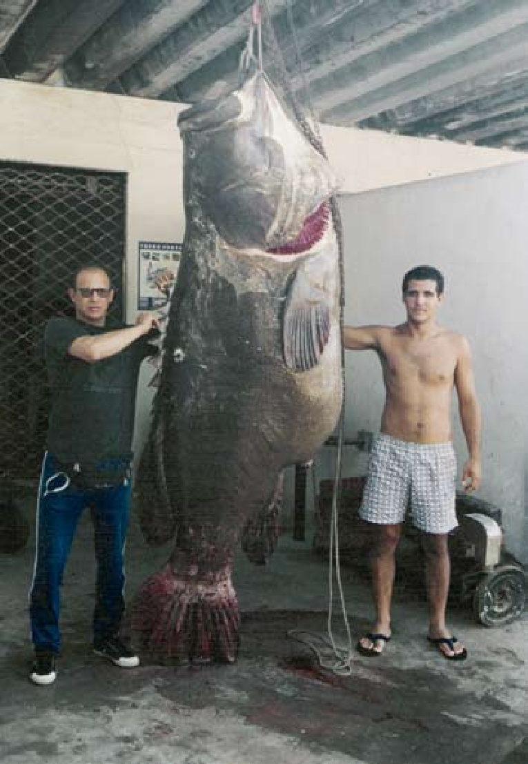 Cá mú khổng lồ dễ bị đánh bắt do tính tò mò và không sợ hãi, cũng như thói quen tập hợp sinh sản với số lượng lớn. (Ảnh: ResearchGate)