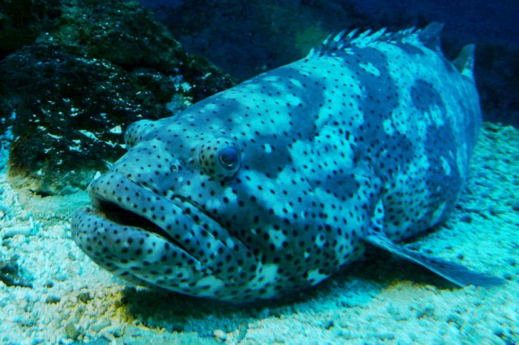 Cá mú khổng lồ có thể là loài lưỡng giới tiền nữ, nghĩa là sinh ra là cái và sau đó thay đổi giới tính thành đực. Điều này chưa được xác minh hoàn toàn cho loài cá mú khổng lồ, nhưng hầu hết các loài cá mú đều theo mô hình này. Con đực trưởng thành khi đạt tới chiều dài khoảng 115 cm và 4-6 tuổi, trong khi con cái trưởng thành ở chiều dài 125 cm và 6-8 tuổi.(Ảnh: BioLib)