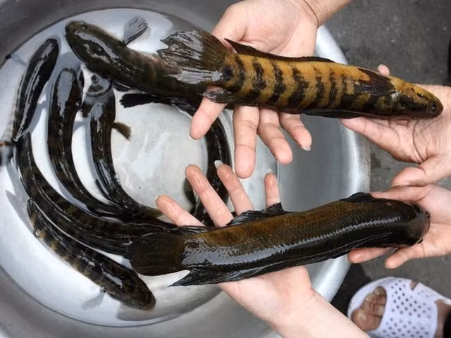 Loài cá này chỉ mới được phát hiện cách đây 4 năm, có da màu nâu sẫm, bụng màu trắng nhạt và kích thước từ 15 đến 30 cm. (Ảnh: TTXVN)