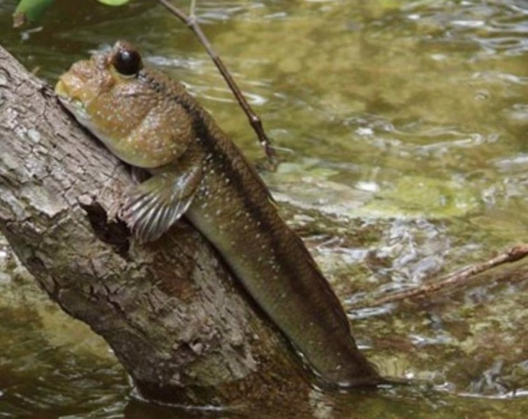 Điều này khiến nó trở thành một sinh vật độc đáo và kỳ lạ.(Ảnh: ANTD)