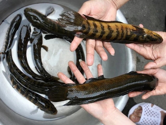 Loài cá này chỉ mới được phát hiện cách đây 4 năm, có da màu nâu sẫm, bụng màu trắng nhạt và kích thước từ 15 đến 30 cm. (Ảnh: TTXVN)