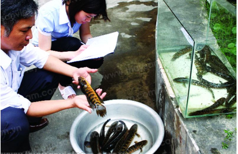 Loài cá này có khả năng di chuyển trên cạn và leo trèo nhờ vào vây ngực khỏe mạnh. (Ảnh: Báo Tổ quốc)