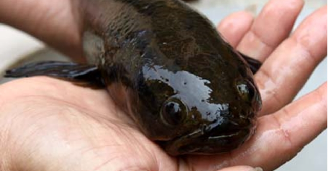 Cá Trối không chỉ có ngoại hình đẹp mắt mà còn sở hữu những kỹ năng đáng kinh ngạc như một "lính thủy đánh bộ". (Ảnh: Báo Tổ quốc)