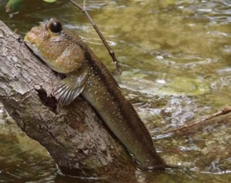 Điều này khiến nó trở thành một sinh vật độc đáo và kỳ lạ.(Ảnh: ANTD)