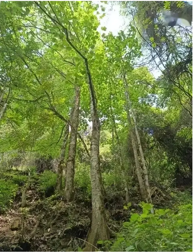 Với sự hỗ trợ từ chuyên gia Tôn Vệ Bang, hơn 1.600 cây con đã được ươm thành công, mở ra hy vọng bảo tồn.(Ảnh: Sohu)