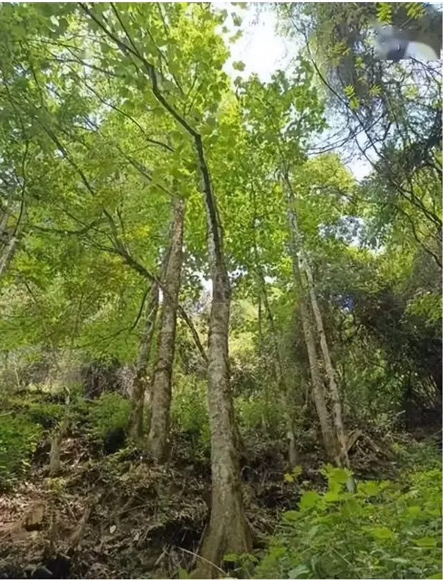 Với sự hỗ trợ từ chuyên gia Tôn Vệ Bang, hơn 1.600 cây con đã được ươm thành công, mở ra hy vọng bảo tồn.(Ảnh: Sohu)