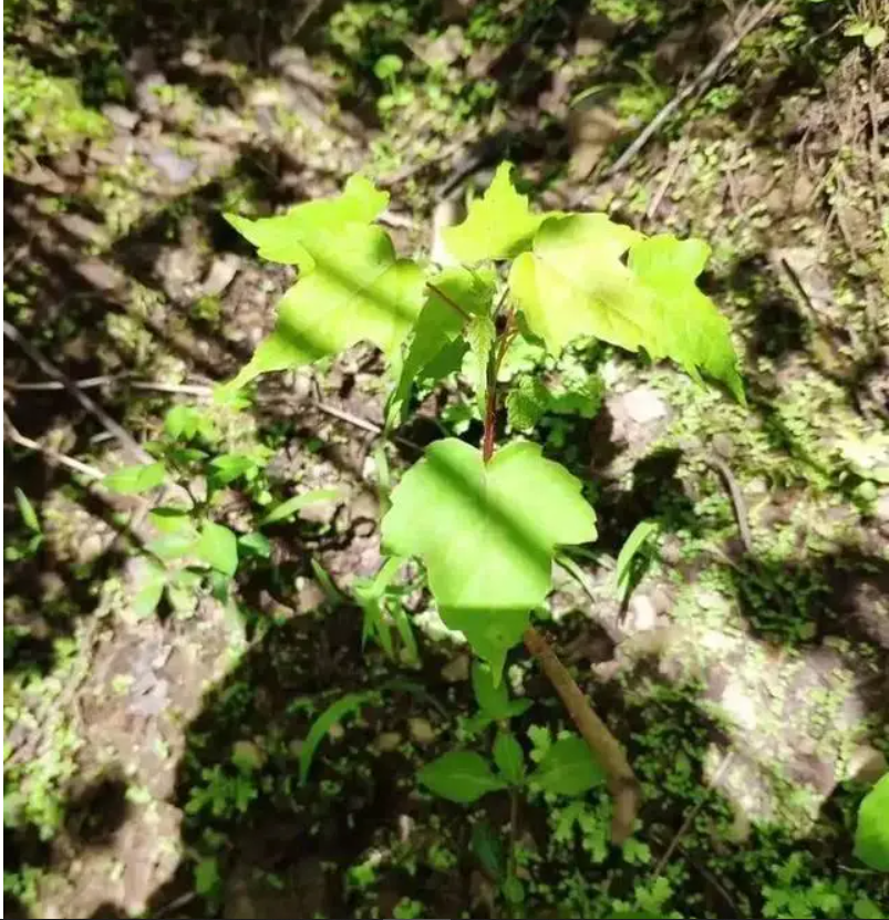 Một bước ngoặt đến khi ông Trương Quốc Thụ nghĩ ra cách cắt cành có hoa để thụ phấn gần, giúp tạo ra lứa hạt đầu tiên.(Ảnh: Sohu)