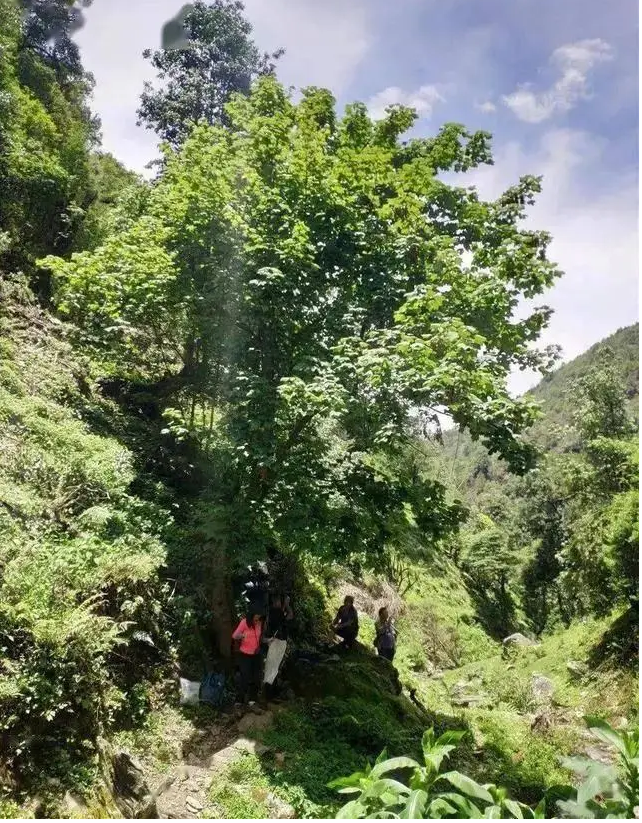 Loài cây này có nguy cơ tuyệt chủng cao, được bảo vệ nghiêm ngặt 24/24 bởi dân làng để tránh mất mát.(Ảnh: Sohu)