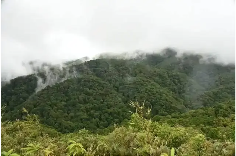 Sau nhiều năm, các quần thể hoang dã mới với gần 600 cây được phát hiện ở Vân Nam, giúp số lượng cây tăng đáng kể.(Ảnh: Sohu)