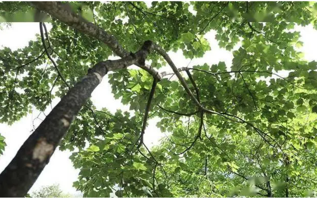 Loài cây này không chỉ có giá trị sinh thái mà còn đại diện cho nỗ lực bảo tồn hệ sinh thái và đa dạng sinh học của con người.(Ảnh: Người đưa tin)