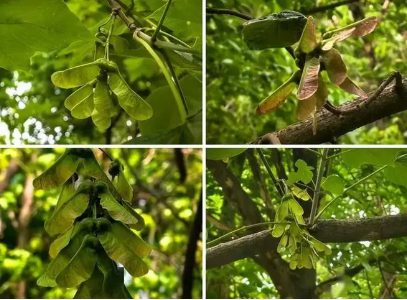 Tới nay, loài Phong Dạng Tỵ được nhân giống nhân tạo đạt hơn 60.000 cây, thoát khỏi nguy cơ tuyệt chủng.(Ảnh: Sohu)