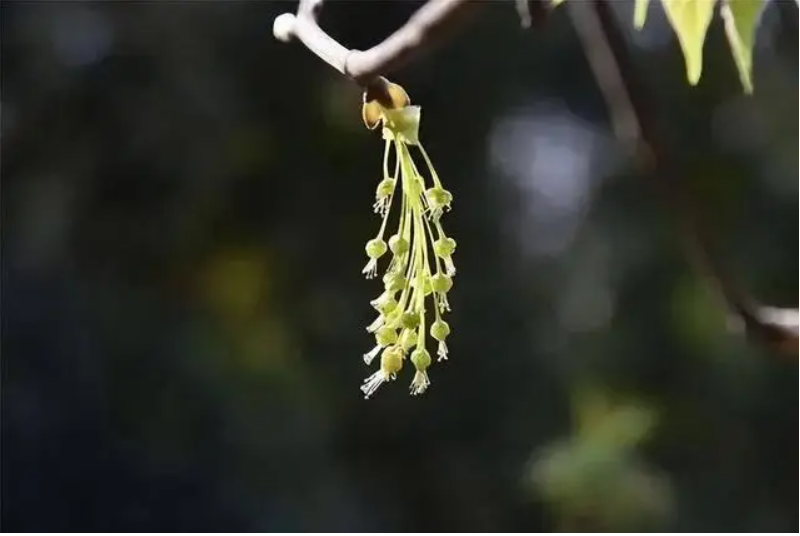 Việc nhân giống gặp khó khăn do loài cây ít, hoa nở ngắn và điều kiện tự nhiên không phù hợp.(Ảnh: Sohu)