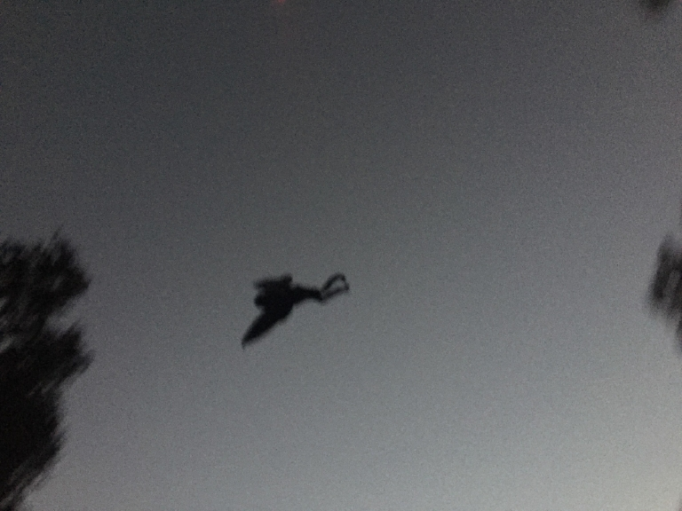 Sự kiện sập cầu Bạc năm 1967, khiến 46 người thiệt mạng, được cho là liên quan đến sự xuất hiện của Mothman. (Ảnh: WCHS)