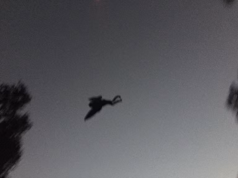 Sự kiện sập cầu Bạc năm 1967, khiến 46 người thiệt mạng, được cho là liên quan đến sự xuất hiện của Mothman. (Ảnh: WCHS)