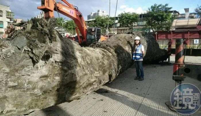 Các chuyên gia sau đó xác định đây là cây trầm hương quý hiếm, có tuổi đời hàng nghìn năm. Cây trầm hương này được ước tính có giá trị lên tới hơn 1 tỷ NDT (tương đương 3.487 tỷ đồng). Phát hiện này đã thu hút sự chú ý và phấn khích từ dư luận, mở ra nhiều suy luận về lịch sử địa chất của khu vực này.(Ảnh: Mirrormedia)