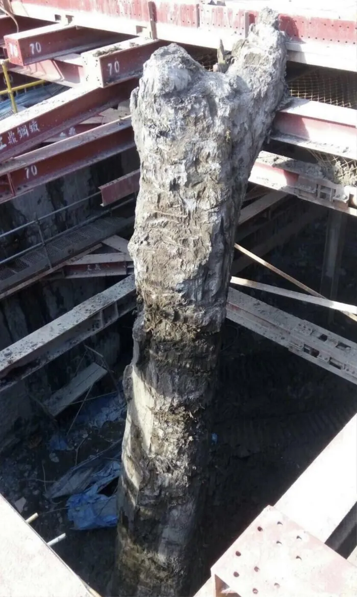 Trong khi thi công tại một công trường xây dựng ở quận Bản Kiều, Trung Quốc, đội công nhân bất ngờ phát hiện một cây gỗ khổng lồ dài 35m, nặng 26 tấn và tỏa ra mùi thơm ngào ngạt. Phát hiện này khiến hiện trường lập tức bị phong tỏa để chờ thẩm định. (Ảnh: Saostar)