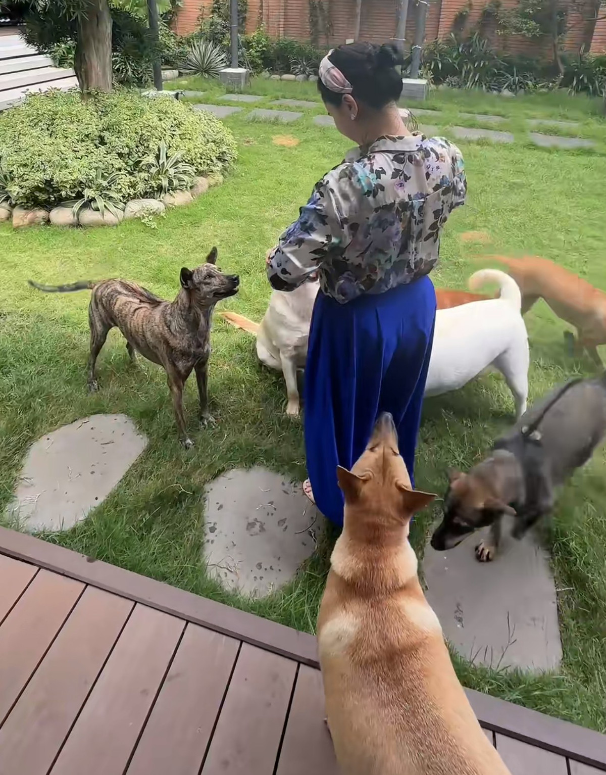 Thậm chí cô còn thuê riêng 2 người làm chỉ để chăm lo ăn uống, sinh hoạt cho đàn chó của mình.