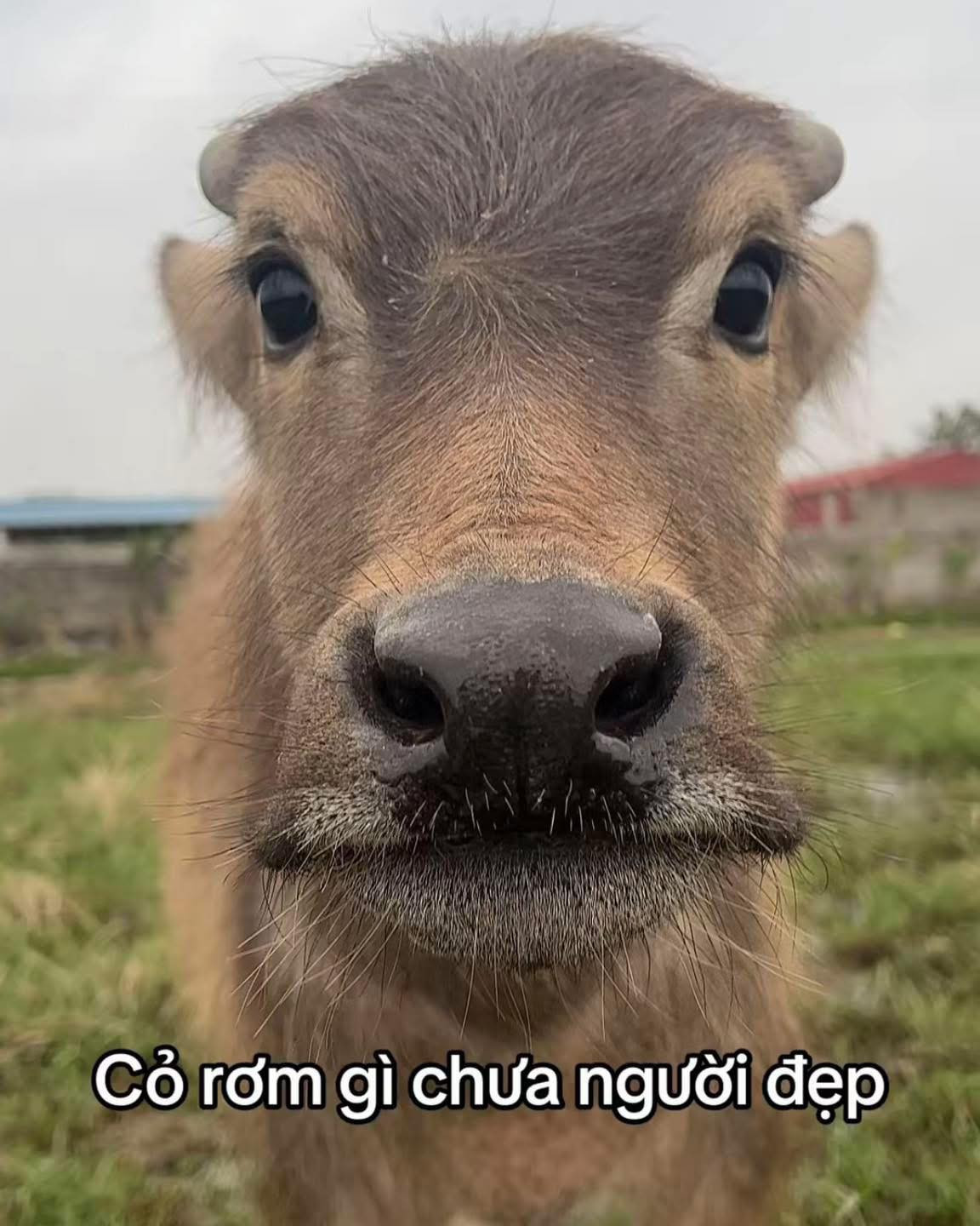 Không dừng lại ở một trào lưu nhất thời, câu nói này đang dần trở thành một kiểu giao tiếp phổ biến trên MXH.