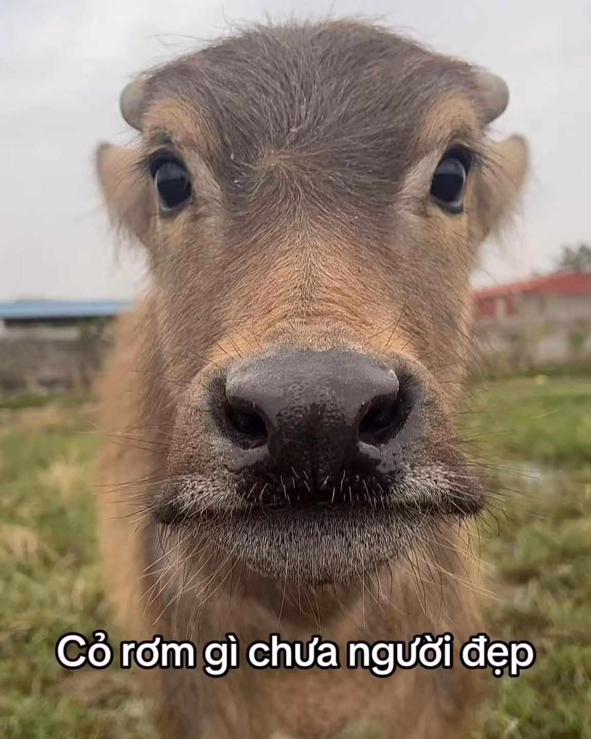 Không dừng lại ở một trào lưu nhất thời, câu nói này đang dần trở thành một kiểu giao tiếp phổ biến trên MXH.