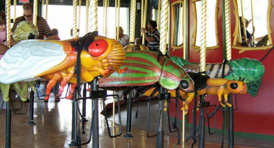 Đối với những người có nỗi sợ về côn trùng, vòng quay này là vùng cấm chỉ nhìn thôi cũng đã thấy rùng mình.