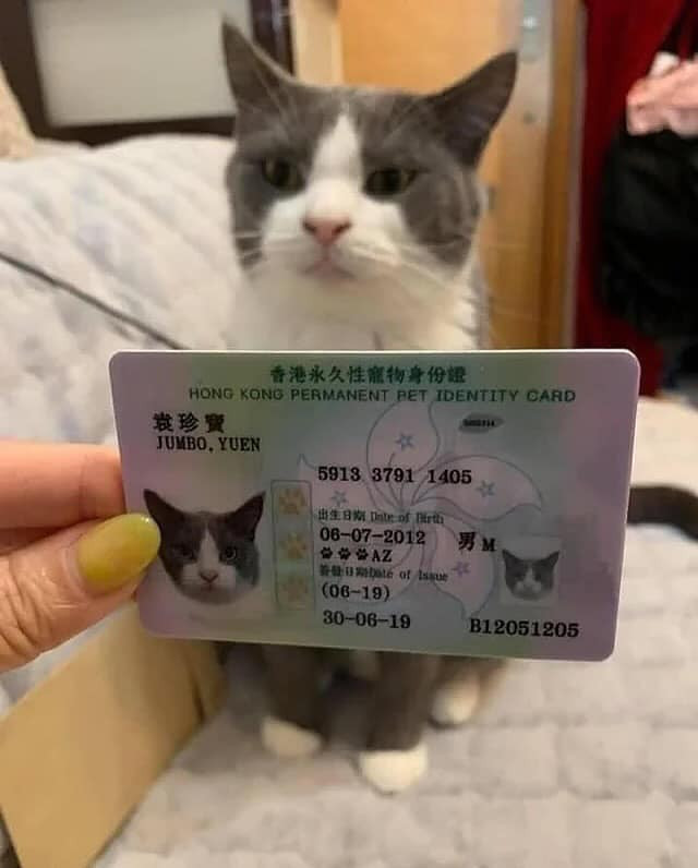 Điều đáng chú ý là loạt biểu cảm của thú cưng khi được chụp trên căn cước với hình ảnh bên ngoài khiến nhiều người không nhịn nổi cười.