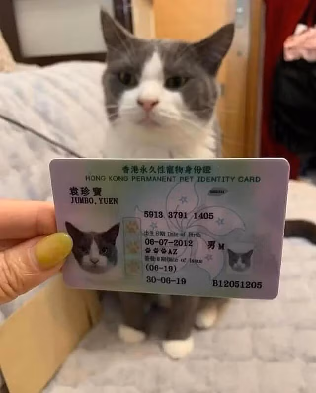 Điều đáng chú ý là loạt biểu cảm của thú cưng khi được chụp trên căn cước với hình ảnh bên ngoài khiến nhiều người không nhịn nổi cười.