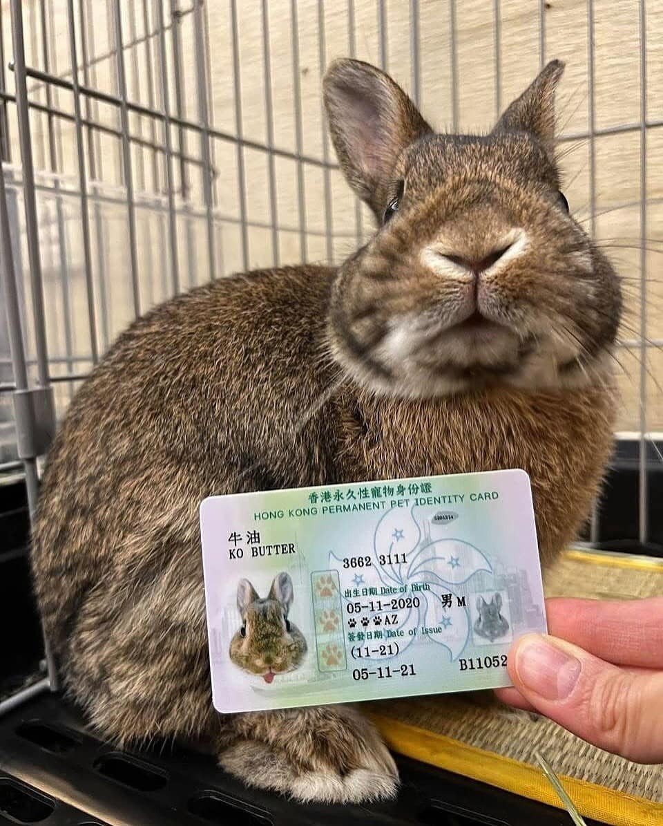 Chú thỏ này đã được chụp lại khoảnh khắc vô tình cực đáng yêu trên chiếc thẻ căn cước.