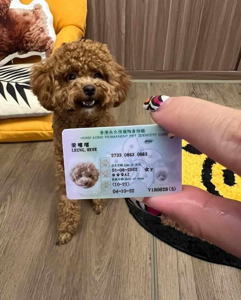 Bên ngoài có thể trông hơi...ngáo, tuy nhiên lên căn cước là phải nghiêm túc nha.