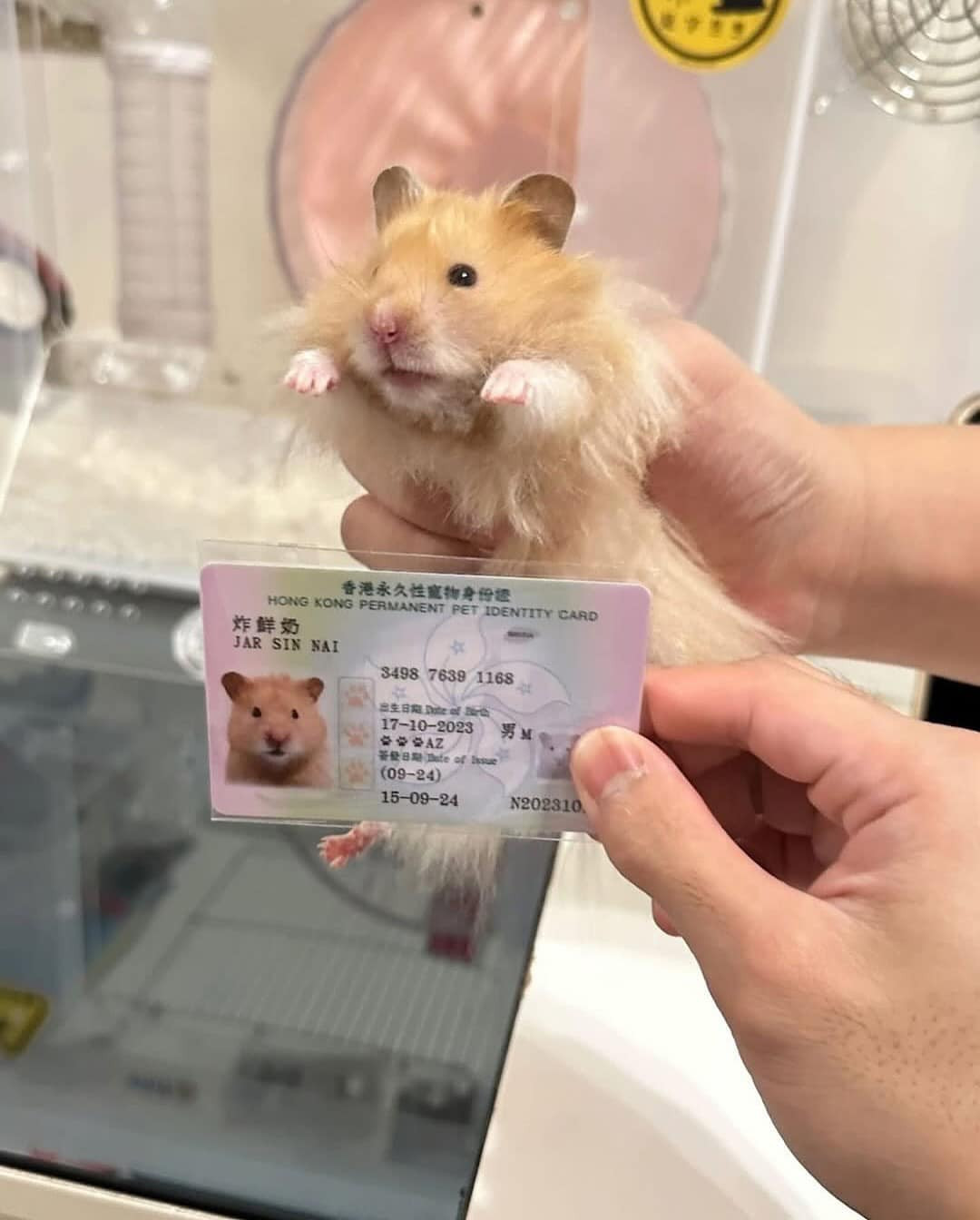 Việc cấp thẻ căn cước công dân cho thú cưng là một sáng kiến độc đáo của chính quyền Hồng Kông.