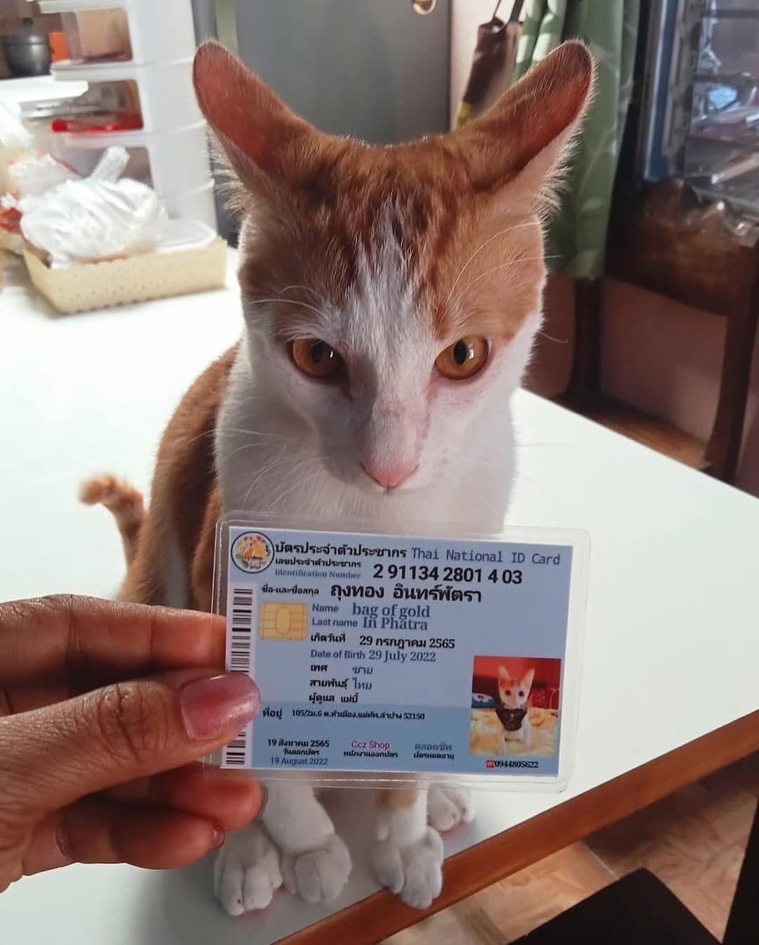 Điều này không chỉ giúp việc quản lý thú cưng trở nên dễ dàng hơn mà còn thể hiện sự quan tâm của xã hội đối với vấn đề phúc lợi động vật. Hình ảnh của thú cưng được in rõ ràng trên thẻ, cùng với những thông tin cơ bản như tên, giống loài, ngày sinh. Ngoài ra, một số loại thẻ còn có thêm phần để ghi chú về đặc điểm nhận dạng của thú cưng như màu lông, vết bớt, hoặc các bệnh mà thú cưng đã từng mắc phải.