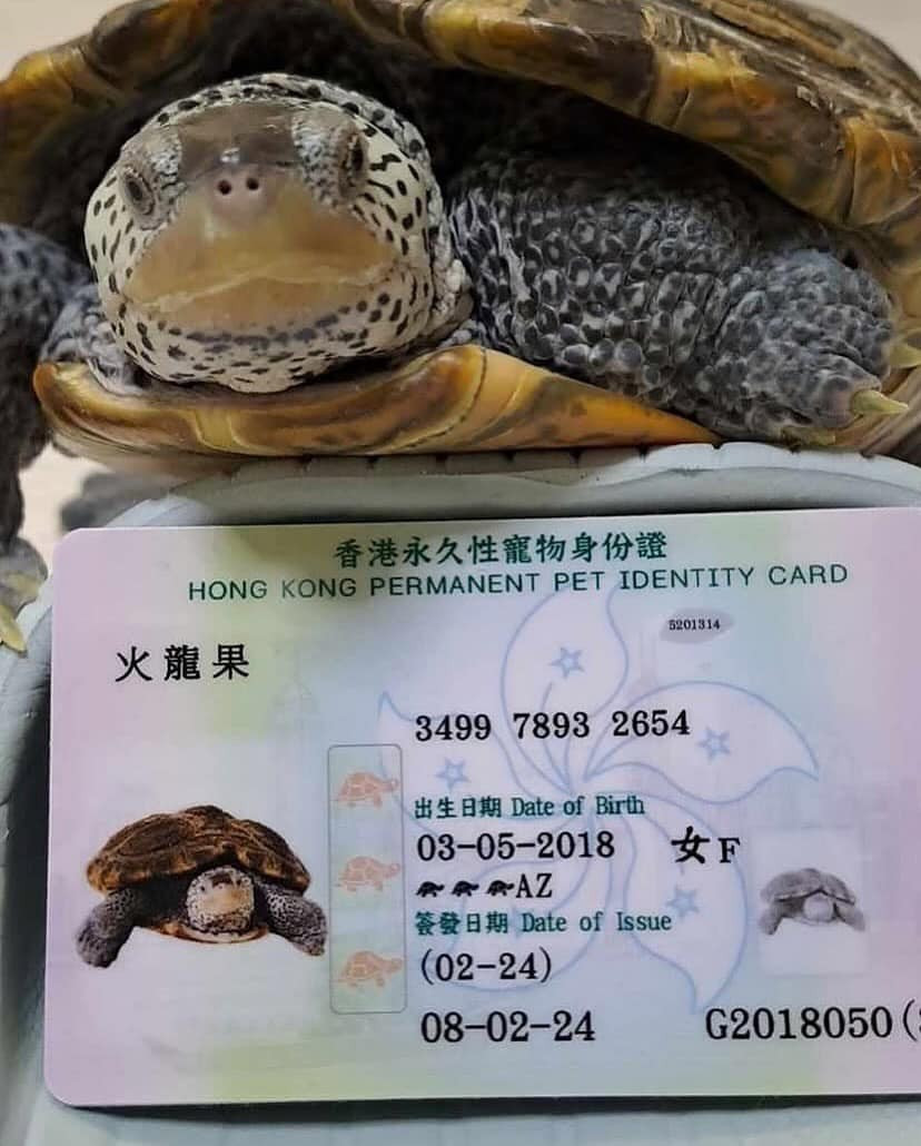 "Dễ thương quá", "mắc cười xỉu", "quá trời hịn rồi", 'làm căn cước sau truy nã cho dễ hen" - netizen bày tỏ cảm xúc dưới những bức ảnh căn cước thú cưng này.