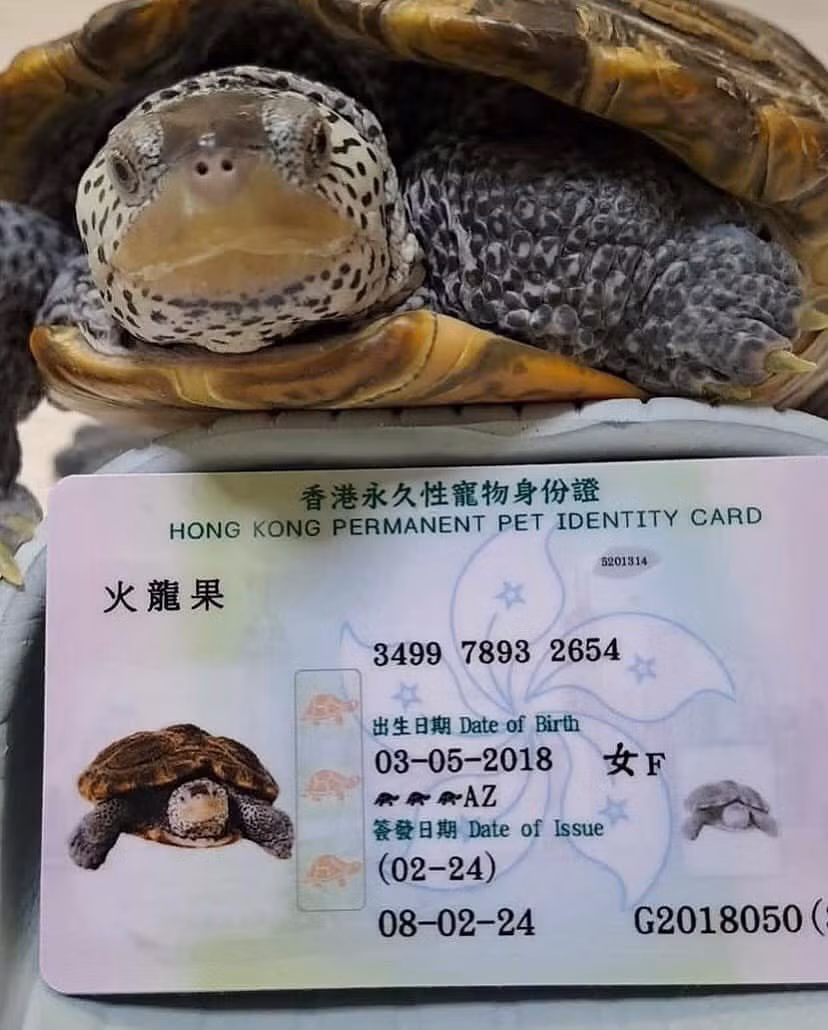 "Dễ thương quá", "mắc cười xỉu", "quá trời hịn rồi", 'làm căn cước sau truy nã cho dễ hen" - netizen bày tỏ cảm xúc dưới những bức ảnh căn cước thú cưng này.