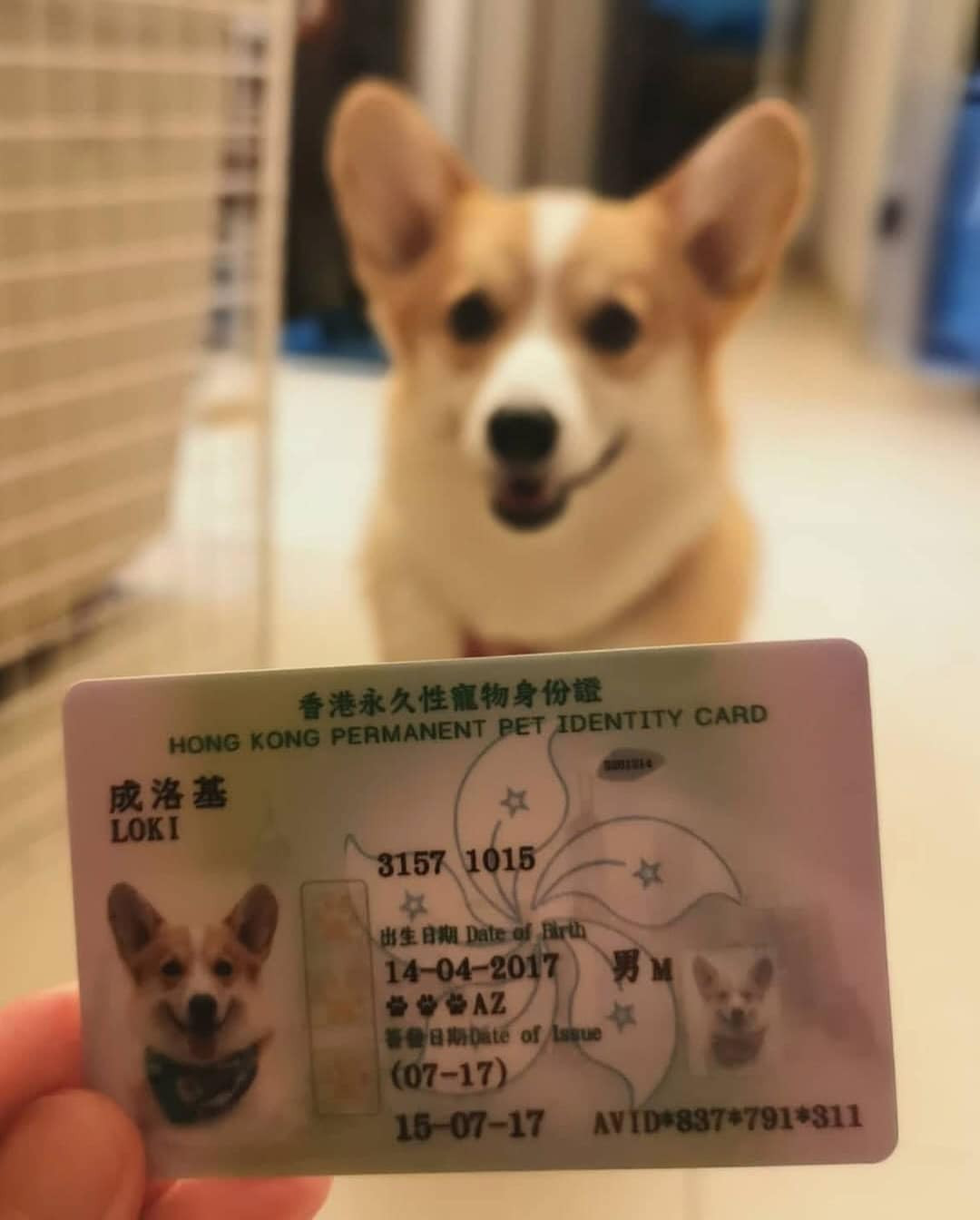 Còn chú cún cưng này thì có tấm ảnh căn cước với nụ cười tươi rói.