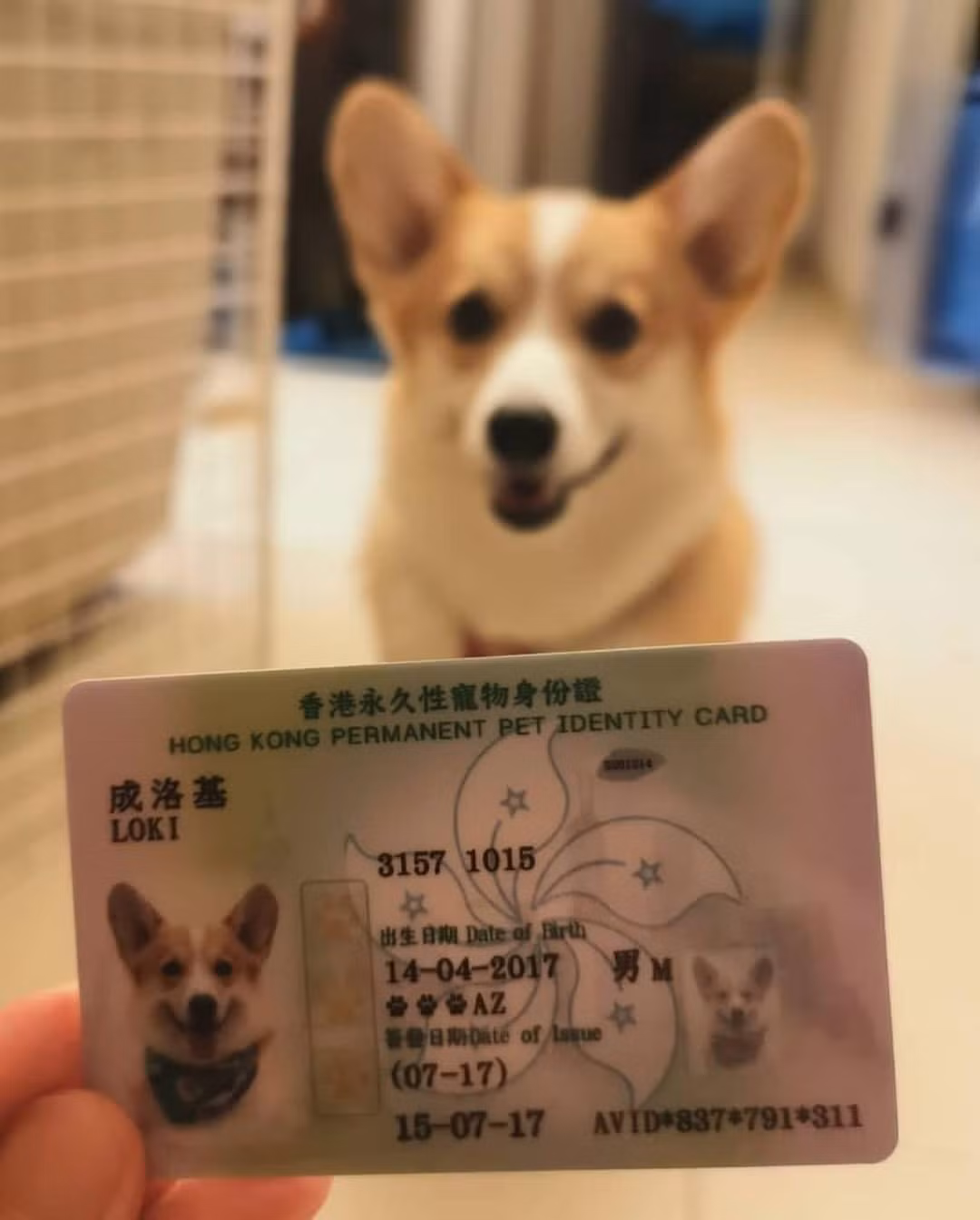 Còn chú cún cưng này thì có tấm ảnh căn cước với nụ cười tươi rói.