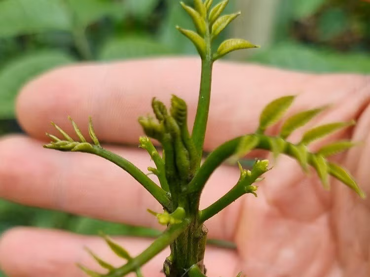 Thu ve hon 300 trieu dong/nam tu loai cay dac san cua lang-Hinh-5