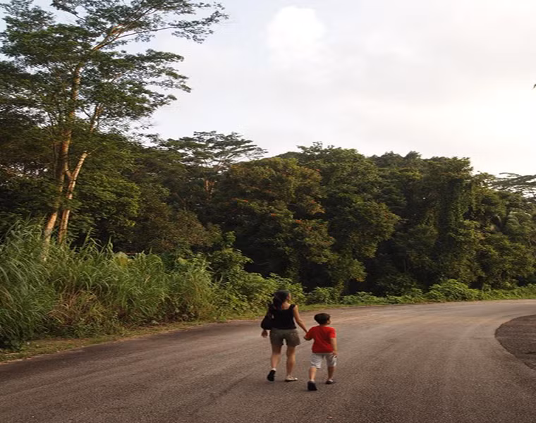 Khu bảo tồn thiên nhiên Bukit Timah ở Singapore có nhiều loài cây hơn cả Bắc Mỹ. Ảnh: mustsharenews.com