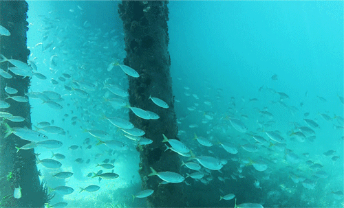 Singapore là nước xuất khẩu cá cảnh lớn nhất thế giới. Ảnh: mustsharenews.com