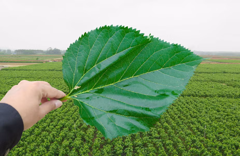 Bên cạnh đó, bạn có thể lấy lá dâu tằm, đem rửa sạch rồi đun sôi, lấy nước uống hàng ngày để mang lại tác dụng trong điều trị chứng đổ mồ hôi tay. (Nguồn Theconversation)