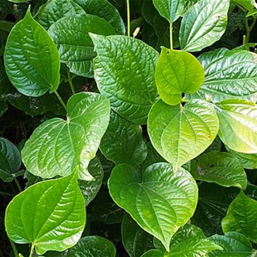 Bạn cũng có thể đun lá lốt để ngâm tay. Thực hiện cách này hàng ngày sẽ thấy bàn tay không còn ra mồ hôi nữa. (Nguồn Neemtreefarms)