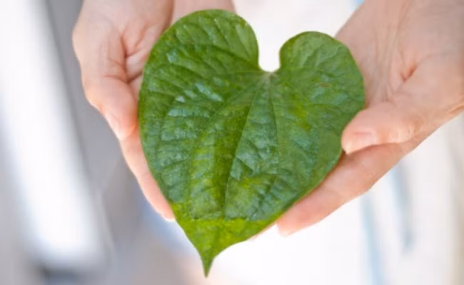 Bạn có thể sử dụng lá lốt để chữa chứng đổ mồ hôi tay rất hiệu quả. Có nhiều cách để thực hiện, đơn giản hơn cả vẫn là chế biến lá lốt thành những món ăn vừa ngon miệng vừa mang lại tác dụng trị bệnh. (Nguồn Nexusnewsfeed)