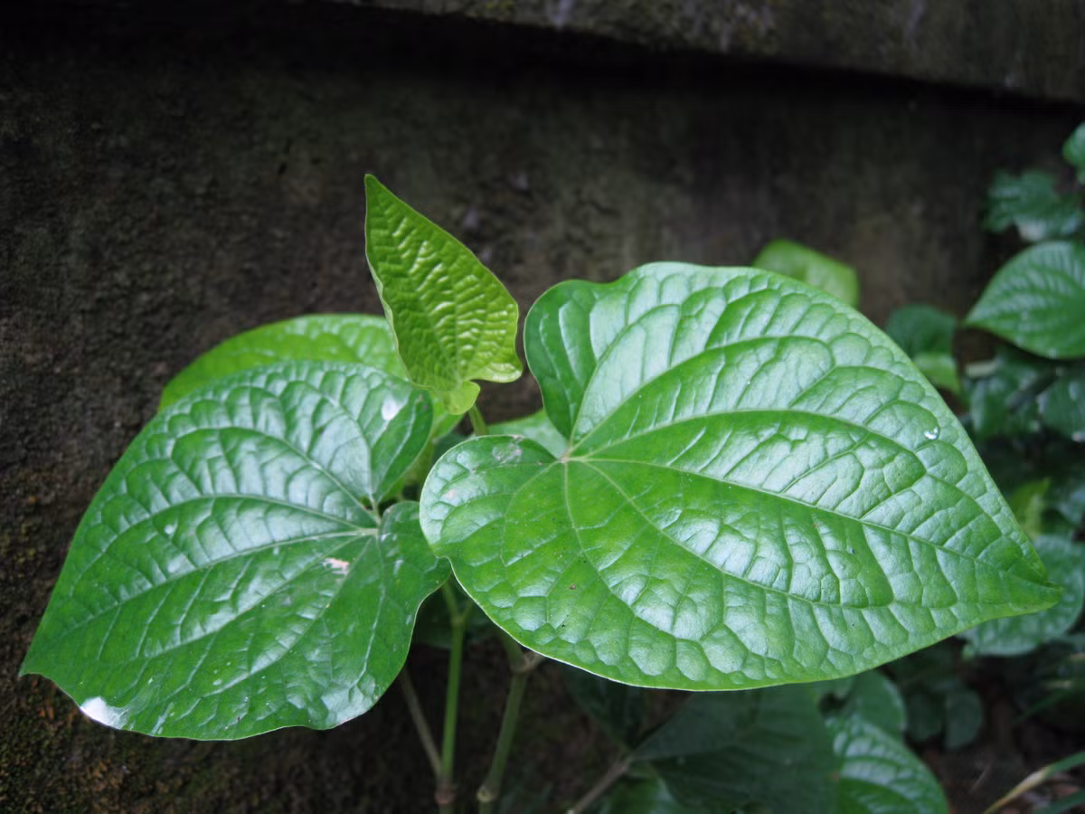 Lá lốt là loại rau thường dùng để ăn sống hoặc làm rau làm tăng hương vị cho các món ăn. Theo Đông y, lá lốt có vị cay, thơm, tính ấm có thể trị nhiều cơn đau nhức rất khó chịu. Ưu điểm khi dùng lá lốt chữa bệnh là rất dễ làm, rẻ tiền, và ít xảy ra dị ứng với cơ thể. Ảnh: Ydvn.