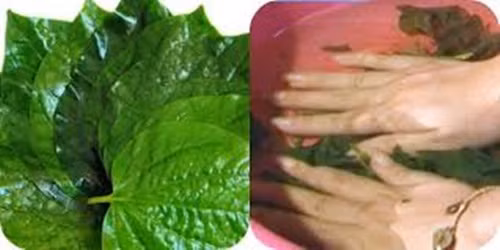 Trị chứng ra mồ hôi chân tay. Dùng 30g lá lốt rửa sạch và để ráo rồi cho thêm 1lit nước đun sôi khoảng 3 phút. Thêm chút muối dùng làm nước ngâm chân tay. Bài thuốc này thực hiện trong 5-7 ngày sẽ có tác dụng. Ảnh: Chiasekiwi.