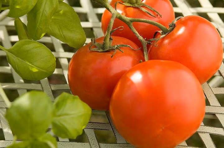 Cà chua được xem là “cứu cánh” cho các chị em khi muốn triệt lông nách. Loại quả này vừa giúp lấy đi những sợi lông xấu xí lại vừa giúp vùng da ở nách mịn màng, trắng mịn hơn. (Nguồn Almanac)